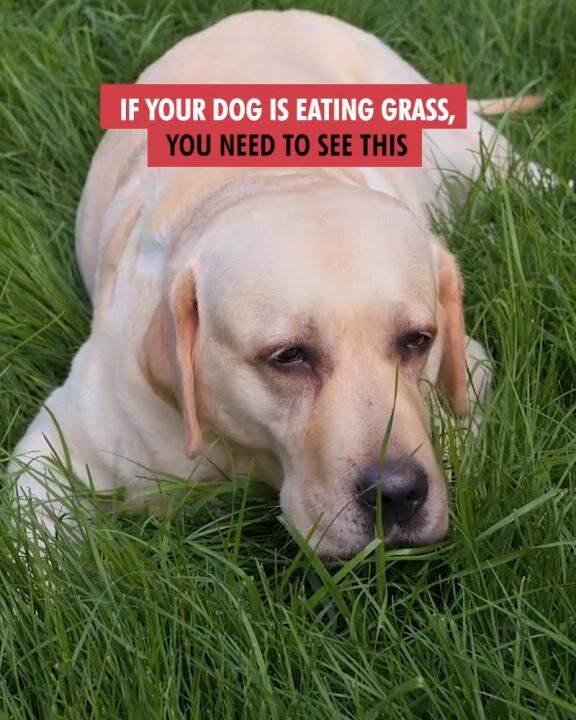 CANINE SCIENCE Probiotics Delicious Meal Topper Supplement for