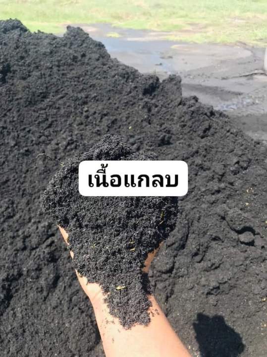 แกลบดำหรือแกลบเผ่า1โล-ขายถูกที่สุดใน-lazadaผสมปลูกพืชทุกชนิด