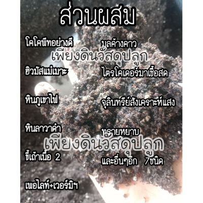 สูตร 5 ดินเบา (ยิ่งซื้อยิ่งแถม จัดโปร 1แถม1 ถุงละ1ลิตร) ผสมมูลค้างคาวสูตรดินเบาสำหรับปลูกไม้ใบ ปลูกแคคตัส กระบองเพชร ไม้อวบน้ำ มีส่วนส่วนผสมของหินภูเขาไฟ มูลค้างคาว เพอร์ไลท์ เวอร์มิคูไลค์ ฮิวมัสแม่เมาะ ดินปลูกต้นไม้