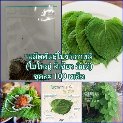 เมล็ดใบงาเกาหลี ชิโสะเขียว ชุดละ 100+ เมล็ด