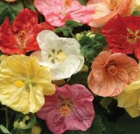 เมล็ดพันธุ์ดอกชบาโคมคละสี Abutilon Mix Color Seed บรรจุ 25 เมล็ด คุณภาพดี ของแท้ ราคาถูก นำเข้าจากต่างประเทศ