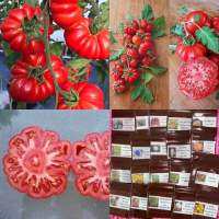 เมล็ด มะเขือเทศ คอสโตลูโต (Costoluto Genovese Tomato Seed) บรรจุ 5 เมล็ด คุณภาพดี ของแท้ 100%