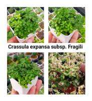 มะลิน้อย Crassula expansa subsp. Fragili  กระถางสองนิ้วสีขาว ส่งทั้งกระถาง