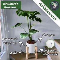 ต้นมอนสเตอร่า Monstera ต้นใหญ่ 60/70 Cm. พร้อมกระถางเบลล่า9"นิ้ว+เม็ดPopper+ขาตั้ง