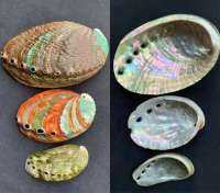 เปลือกหอยเป๋าฮื้อธรรมชาติ Natural Abalone Shell ผลิตหัตถกรรม ตกแต่งบ้าน