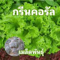 เมล็ดพันธุ์สลัด กรีนคอรัล 60 เมล็ด เมล็ดเคลือบ เมล็ดพันธุ์นำเข้า อัตราการงอกสูง