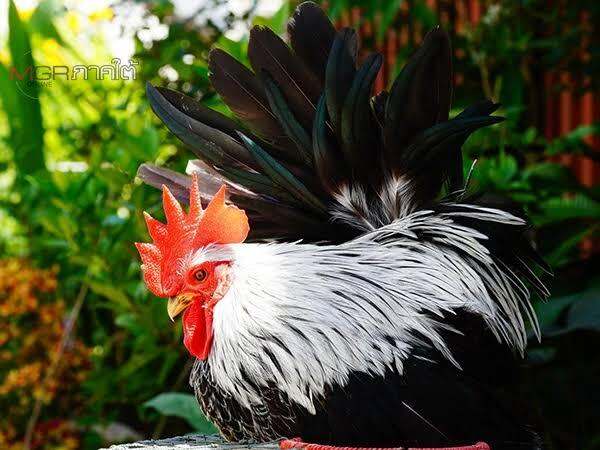 ไก่เเจ้สีดอกหมาก-ไข่เชื้อไก่เเจ้ดอกหมาก-สำหรับฟัก