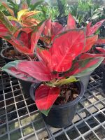 ต้นสุขสมใจปอง ราขาไม้ประดับ  Aglaonema ต้นอัญมณีแดง จัดส่งพร้อมกระถางชำ 8  ใบสีแดงสวยดุจอัญมณีสีแดง เด่นที่สุดในตะกูล ว่าน มงคล ว่านไทย ปลูกแล้วดี เศรษฐีนิยม ต้นไม้มงคลเรียกทรัพย์ คนทำธุรกิจควรปลูก เรียก เงิน ทอง โชคลาภ