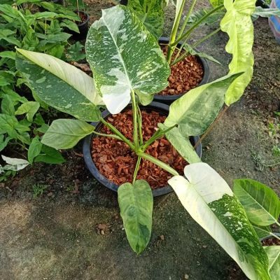 ❤️ (5/9/66) Philodendron Jose Buno 🌱 ฟิโลเดนดรอนโจสบลูโน่ ด่างสวยๆ 🌱 ไม้ด่าง ไม้ฟอกอากาศ 🌱 [PJB]