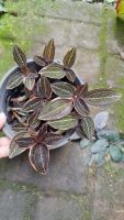 ลายน้ำทองด่าง.. Ladisias discolor var. discolorJewel orchid) กระถาง 6"