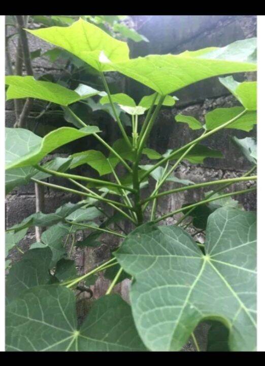 Tuba Tuba Herbal Leaves/20leaves per Order Lazada PH