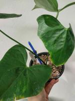 Anthurium Pterodactyl Variegated (Rare) หน้าวัวใบโปรดั้กติ้วด่าง ได้ต้นตามภาพ