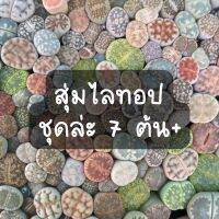 (สุ่ม)ไลทอปมิกซ์ Lithops ไลทอป ไลทอปยกพอต ไลทอปพอตจิ๋ว ไม้อวบน้ำ ราคาถูก แคคตัส กระบองเพชร