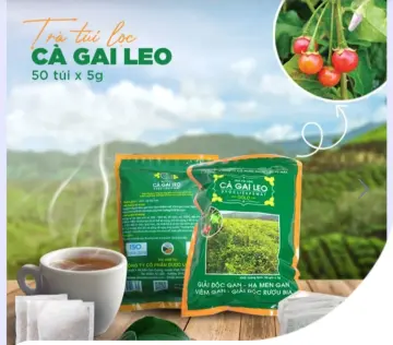 Tại sao cây cà gai leo Pù Mát được gọi là Pù Mát?
