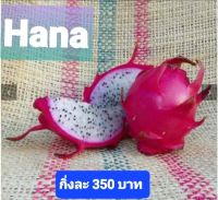 แก้วมังกรพันธุ์ Hana