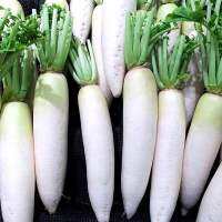 เมล็ดพันธุ์ ผักกาดหัว ไดคอนญี่ปุ่น (Japanese Minowase Daikon Radish Seed) บรรจุ 50 เมล็ด