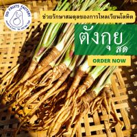 โสมตังกุยสด 500 กรัม/1กก. (เก็บสดจากแปลง,สะอาด,ปลอดภัย)