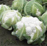 เมล็ดพันธุ์ กะหล่ำดอก สโนว์บอล (Snowball Self Blanching Cauliflower Seed) บรจจุ 100 เมล็ด ของแท้ 100%