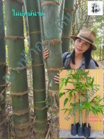 ต้นพันธุ์ไผ่ยักษ์น่าน Dendrocalamus giganteus ต้นพันธุ์ชำจากกิ่งตอน สูง 70-80ซม.