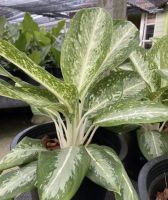 อโกลนีมา บัลลังค์เงิน Aglaonema sp. ‘Banlangngoen กระถาง 8-10 นิ้ว