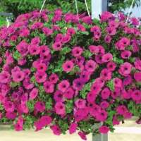 เมล็ด ดอกพีทูเนียเตี้ย สีชมพูบานเย็น ( petunia flower  fuchsia pink seed ) บรรจุ 200 เมล็ด