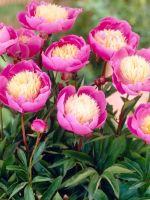 เมล็ดพั ดอกโบตั๋น หรือ พิโอนี สีชมพูสด ( Rare Chinese Peony Seeds )บรรจุ 5 เมล็ด