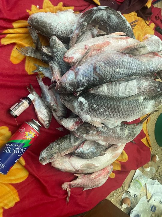 หัวเชื้อปลาเกล็ด-ตกปลา-ขวด-60-ml-กลิ่นหอม-ใช้เพียง-นิด-รวมฝูง