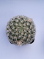 แมมคามิเน่แคคตัส mammillaria carmenae แคคตัส ไม้สะสมต้นใหญ่มาก  ขนาด 6 cm  ดอกสีชมพูอ่อน