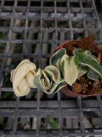 Hoya compacta white