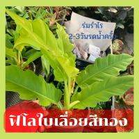 ต้นฟิโลเดนดรอนใบเลื่อยสีทอง Philodendron golden saw ส่งพร้อมกระถาง6นิ้ว *แถมปุ๋ยอินทรีย์สูตรพิเศษ*ร้านTREE MY HOME