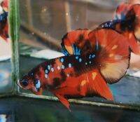 ปลากัด by FNbetta nemo black galaxy ผู้ ปลาสวยงาม ปลากัดแฟนซี โค่ย hmpk betta สินค้าตรงปก มีประกัน พร้อมรัด ส่งเร็ว ส่งจริง มีเครดิตในเฟสเพียบตามไปเช็คได้ที่ sompol kongsompart มีทุกเกรด ราคาปลีกส่ง ส่งทั้งในประเทศและต่างประเทศ ปลาเกรด ปลาจำนวน ราคาถูก