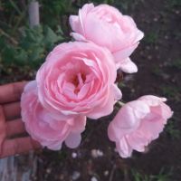 กุหลาบ⚘เลื้อยหอมเลี้ยงง่าย "Nahema Rose" นาฮีม่า หอมแรง