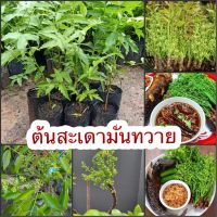 ?ต้นสะเดามันทวาย?(ซื้อ2แถม1) เป็นสะเดาที่ไม่ค่อยขม นำไปลวกจะไม่มีรสขมเลย กินกับก้อย ลาบ ได้ เป็นยาระบายได้ดีเวลาท้องผูก คนที่เป็นเบาหวาน ความดัน กินได้ดี