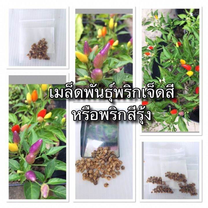 เมล็ดพันธุ์พริกเจ็ดสี-หรือ-พริกสีรุ้ง-55-60-เมล็ด-แถมพีทมอสสำหรับเพาะเมล็ด