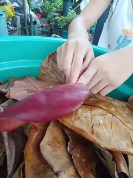 Talisay dried leaves