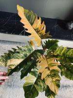 ￼

￼

￼

ฟิโล พิณนาคด่าง Philodendron caramel marble variegated

ด่างโทนส้มพีท หลากสี ให้โทนสีที่สวยแปลกตา ไม้เนื้อเยื่ออนุบาลมากกว่า2เดือน