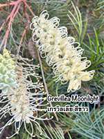 ต้นสนเกรวิลเลีย สีขาวแสงจันทร์"Grevillea Moonlight" ต้นสน กิ่งทาบความสูง 40-60cm.