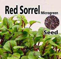 เมล็ดพันธ์ุไมโครกรีน เรดซอรัล Red sorrel microgreen seed