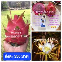 แก้วมังกรพันธุ์  Towsend Pink