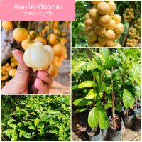 ?ต้นมะไฟ ” เป็นผลไม้พื้นบ้าน เมล็ดสีขาวขุ่น รสหวาน ลูกใหญ่