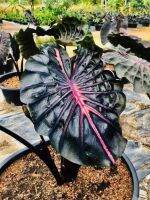 ต้นไม้สวยไ❗️❗️ ☘️โคโลคาเซีย พิงค์ริบป้อน☘️Colocasia Pink Ribbon(Hybrid)