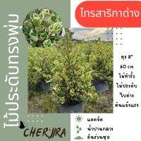 ไทรสาริกาด่าง ไทรหัวใจเศรษฐี ไทรสามเหลี่ยม ใบด่าง ขนาด 60 cm ถุง8” (จำกัด 2 ต้น/1ออเดอร์)