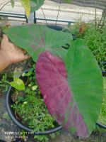 บัวชมพู Colocasia pink lotus Colocasia Hybridโคโลคาเซียบัวชมพู