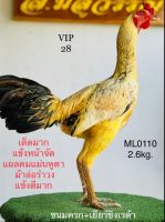 ไข่ไก่ชนเยียร ส.มีสุวรรณ์  พม่าตีเชิง ผสมแม่ง่อน100 แผลพม่า