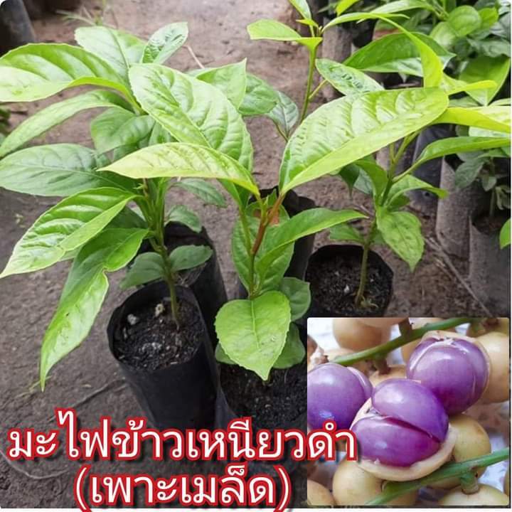 🫐มะไฟข้าวเหนียวดำเพาะเมล็ดลำต้นสูง 20- 30cm.