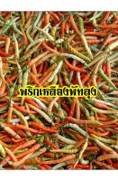 พริกเหลืองพัทลุง (เมล็ดพันธุ์100เมล็ด)