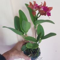 กล้วยไม้ มินิแคทลียา สีเหลืองปากม่วง สีอิฐ ปากม่วง Hybrid  Cattleya