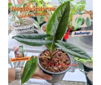 อโลคาเซีย สคัลปรัม (Alocasia Scalprum)ไม้เนื้อเยื่อ อนุบาลแล้วเลือกได้ตามรูป พร้อมส่ง