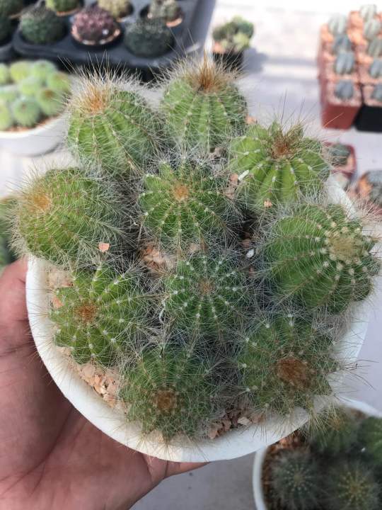 กระบองเพชร-แคคตัส-cactus-ไม้พอต-เพาะเมล็ด-พอตขนาด6นิ้ว-100บาททุกพอต