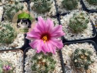 แมมชูแมน (Mammillaria schumannii)